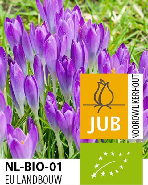 tommasinianus barr's purple.jpg